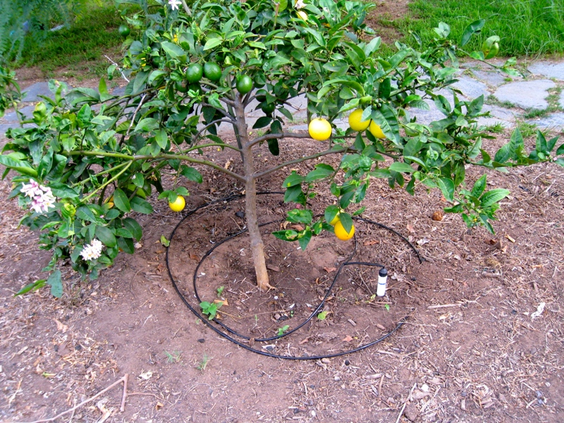 Agriculture / Horticulture